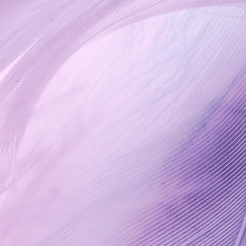 Color Wavelength: Lilac Petal